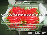 Green & Red Chilies