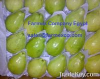 Sell Fresh Guava