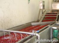 Dates/palm dates/Jujube Processing Machines