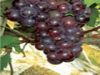 Sell Grape Seed Extract