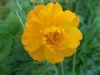 Sell Trollius chinensis