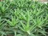 Sell  Aloes
