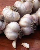 Sell quality Garlic