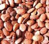 High quality Pongamia Pinnata Seeds
