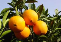 Sell navel orange