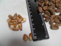 We offer  pine nut (Pinus koraiensis) in  shell.