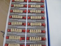 2010 new product A3 acrylic teeth