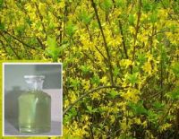 Sell Forsythia oil