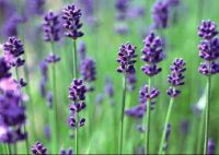 Sell Lavender oil