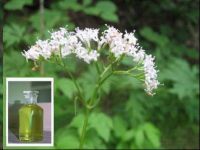 Sell Valerian oil