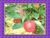 Sell Red fuji apple