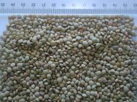 green lentils for sale