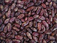 red purple speckled kidney beans