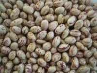 light speckled kidney beans american type