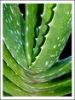 Sell Aloe Barbadensis Extract