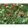 Sell Hawthorn berry extract