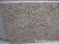 Sell Granite countertop / Giallo Veneziano