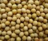 Food Grains - SOYA BEAN