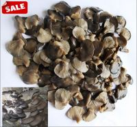 Sell Black Oyster Mushroom