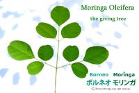 Moringa Oleifera