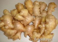 Sell Fresh Ginger/air Dried Ginger To Eu Quality