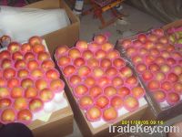 Sell New crop best quality Gala/Fuji/Huaniu/Red star/Gloden apple
