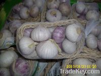 Sell fresh chinese garlic normal white and pure white