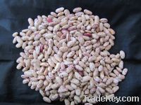 Sell PSKB Purple speckled Kidney Bean from China