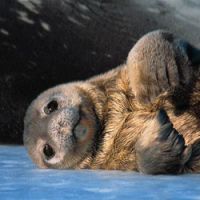Arctocephalus australis - Southern Fur Seals