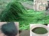 Sell Spirulina blue natural dye