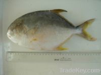 Sell golden pomfret