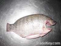 moon cut/C cut tilapia