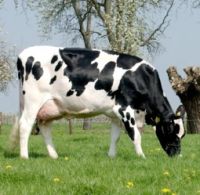 Heifers Montbeliarde, Holstein, Charolais bulls