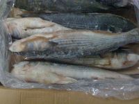 Sell frozen grey mullet seafood