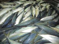Sell mackerel(Scomber Japonicus)