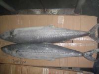 Sell seerfish spanish mackerel