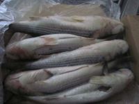 Sell grey mullet mugil ceohalus