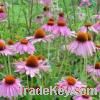 Sell Echinacea Purpurea Extract