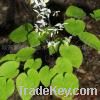 Sell Epimedium extract, Icariin5-98%