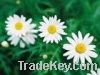 Sell Feverfew Extract