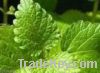 Sell Mulberry leaf extract/1-Deoxyjirimicin(1-DNJ)