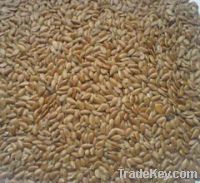 Sell Flax seed extract /flaxseed lignans /SDG