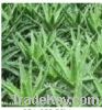 Sell Aloe Vera Extract/Aloe barbadensis Miller Extract