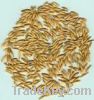 Sell Oats extract /Venae fructus extract/Oats polypeptide