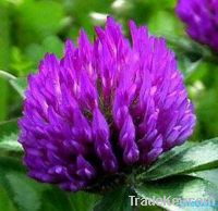 Sell Red Clover Extract/Isoflavones