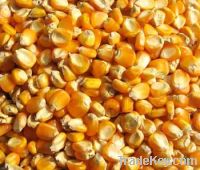  Maize | Maize Exporter | Corn Grain Seller | Maize Buyer | Bulk Maize Grain Importer | Corn bean Buyer | Corn bean Wholesaler | Corn Grain Manufacturer | Best Quality Corn Grain | Cheap Maize Supplier | Low Price Corn | Yellow Corn | White Cron | Baby Ma