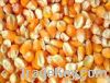 Maize | Maize Exporter | Corn Grain Seller | Maize Buyer | Bulk Maize Grain Importer | Corn bean Buyer | Corn bean Wholesaler | Corn Grain Manufacturer | Best Quality Corn Grain | Cheap Maize Supplier | Low Price Corn | Yellow Corn | White Cron | Baby Mai