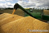 Maize | Maize Exporter | Corn Grain Seller | Maize Buyer | Bulk Maize Grain Importer | Corn bean Buyer | Corn bean Wholesaler | Corn Grain Manufacturer | Best Quality Corn Grain | Cheap Maize Supplier | Low Price Corn | Yellow Corn | White Cron | Baby Mai