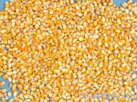  Maize | Maize Exporter | Corn Grain Seller | Maize Buyer | Bulk Maize Grain Importer | Corn bean Buyer | Corn bean Wholesaler | Corn Grain Manufacturer | Best Quality Corn Grain | Cheap Maize Supplier | Low Price Corn | Yellow Corn | White Cron | Baby Ma