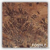 Fossile Sandstone